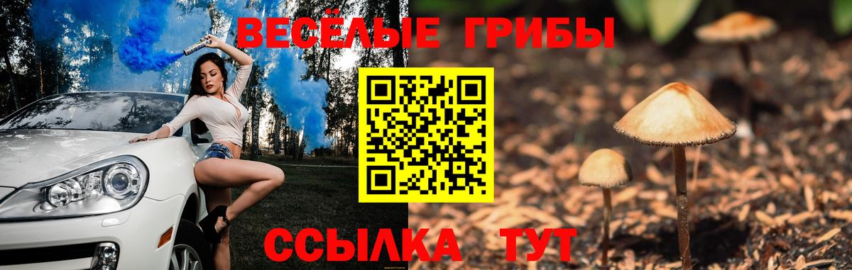 магазин продажи наркотиков  Топки  Псилоцибиновые грибы Psilocybe 
